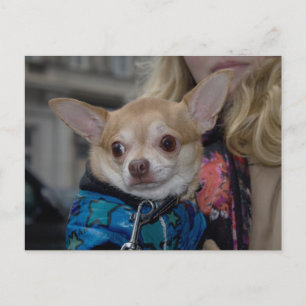Chihuahua Postkarte