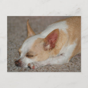 Chihuahua Postkarte