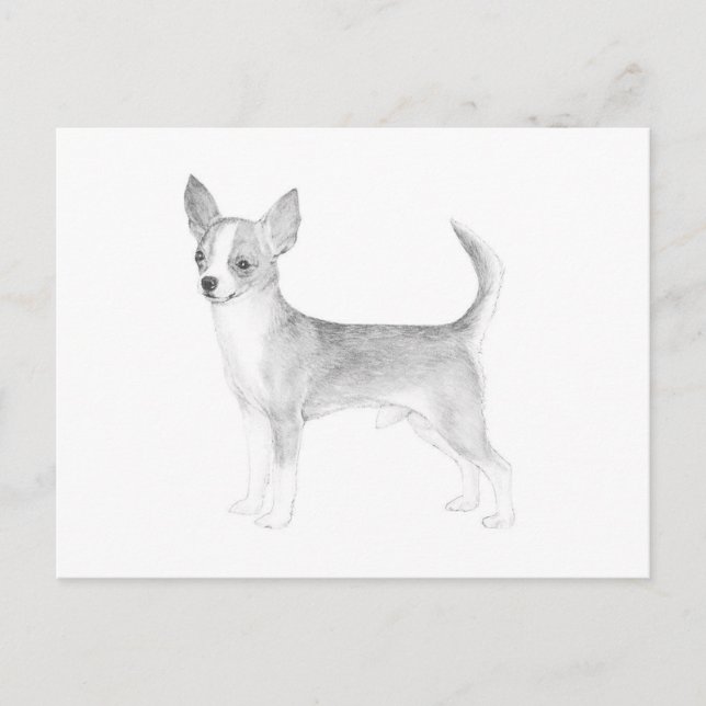 Chihuahua Postkarte (Vorderseite)