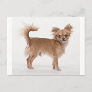 Chihuahua Postkarte