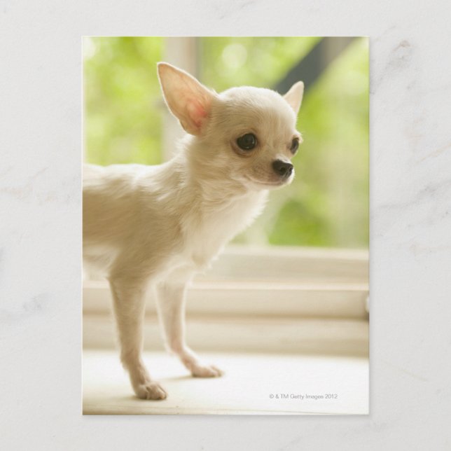 Chihuahua Postkarte (Vorderseite)