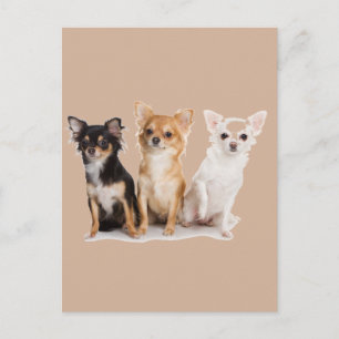 CHIHUAHUA POSTKARTE