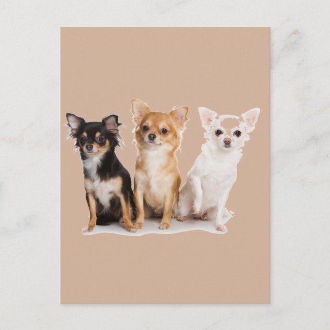 CHIHUAHUA POSTKARTE (Vorderseite)