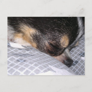 Chihuahua Postkarte