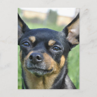 Chihuahua-Postkarte Postkarte
