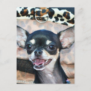 Chihuahua-Postkarte Postkarte