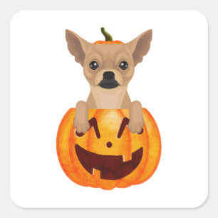 Chihuahua Pumpkin Quadratischer Aufkleber
