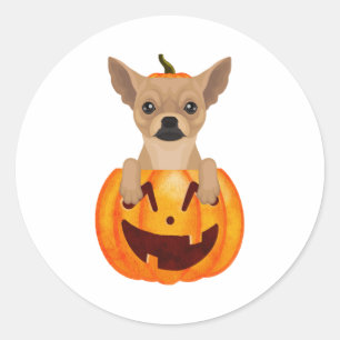 Chihuahua Pumpkin Runder Aufkleber