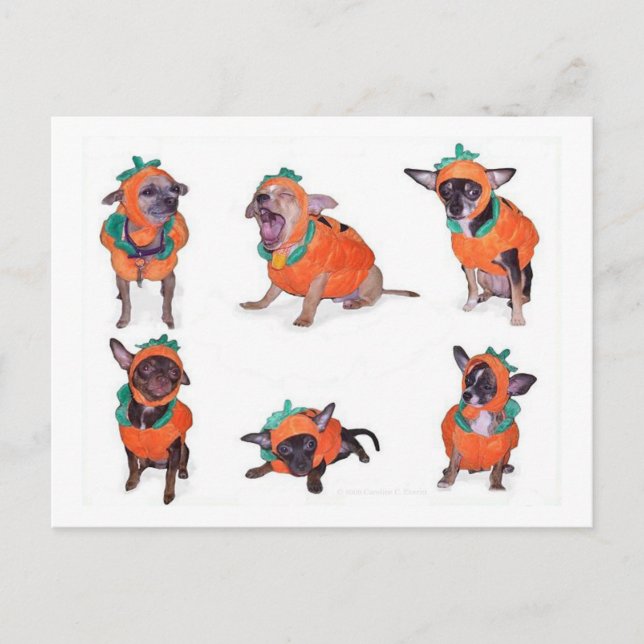 Chihuahua Pumpkins Postkarte (Vorderseite)