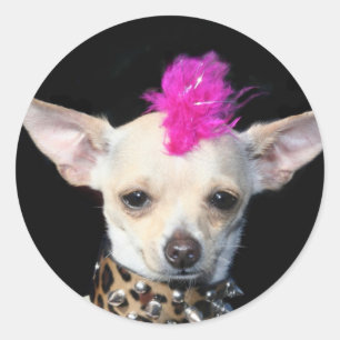 Chihuahua-Punk Runder Aufkleber