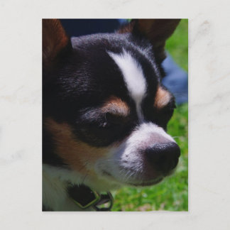 Chihuahua Pup Postkarte