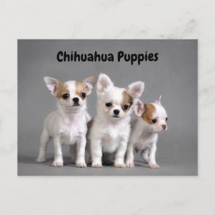 Chihuahua Puppies Posing for foto Postkarte