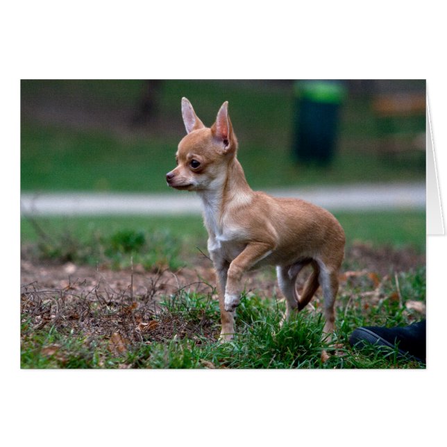 Chihuahua Puppy (Vorderseite (Horizontal))