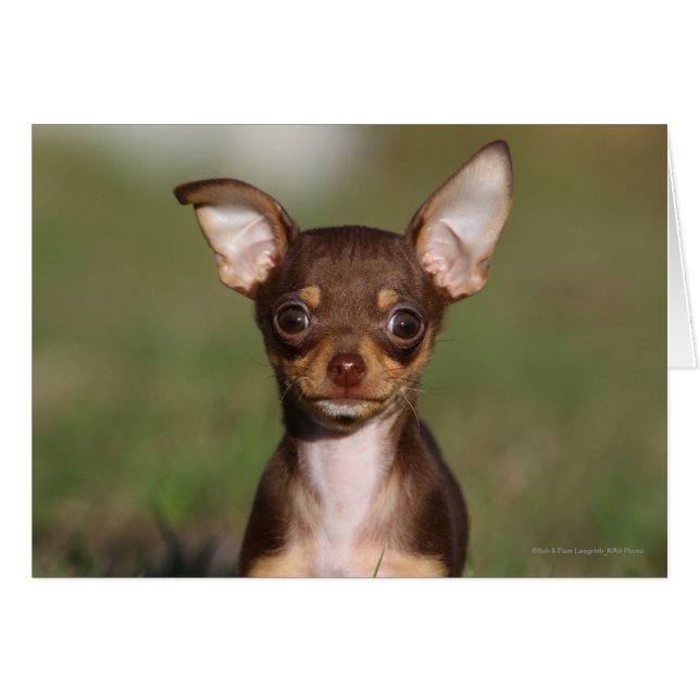Chihuahua Puppy betrachtet Kamera (Vorderseite (Horizontal))