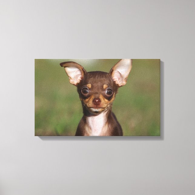 Chihuahua Puppy betrachtet Kamera Leinwanddruck (Vorderseite)