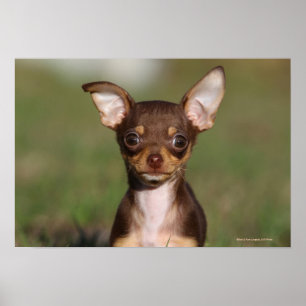 Chihuahua Puppy betrachtet Kamera Poster