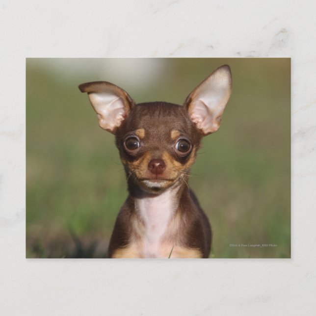 Chihuahua Puppy betrachtet Kamera Postkarte (Vorderseite)