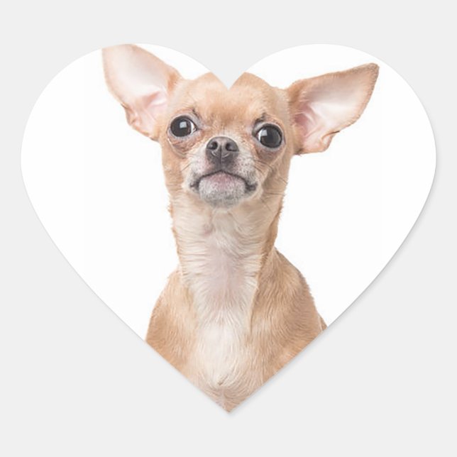 Chihuahua Puppy Dog Heart Herz-Aufkleber (Vorderseite)
