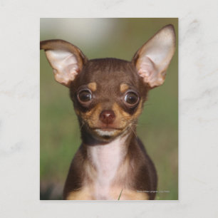 Chihuahua Puppy Looking at Camera Postkarte