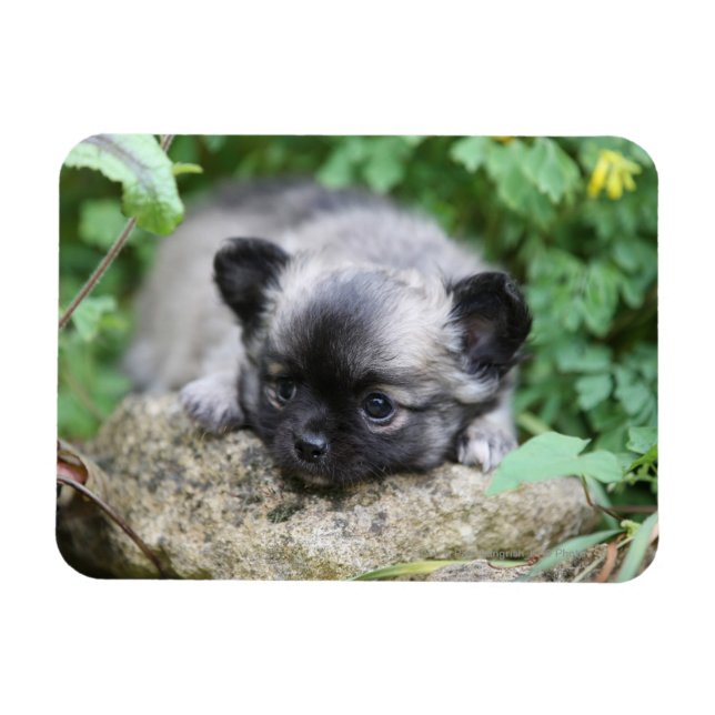 Chihuahua Puppy Magnet (Horizontal)