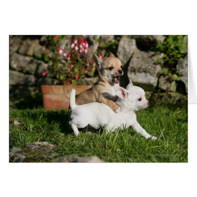 Chihuahua Puppy Playing (Vorderseite (Horizontal))