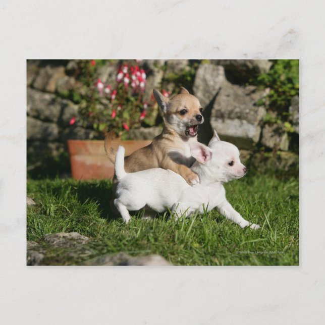 Chihuahua Puppy Playing Postkarte (Vorderseite)