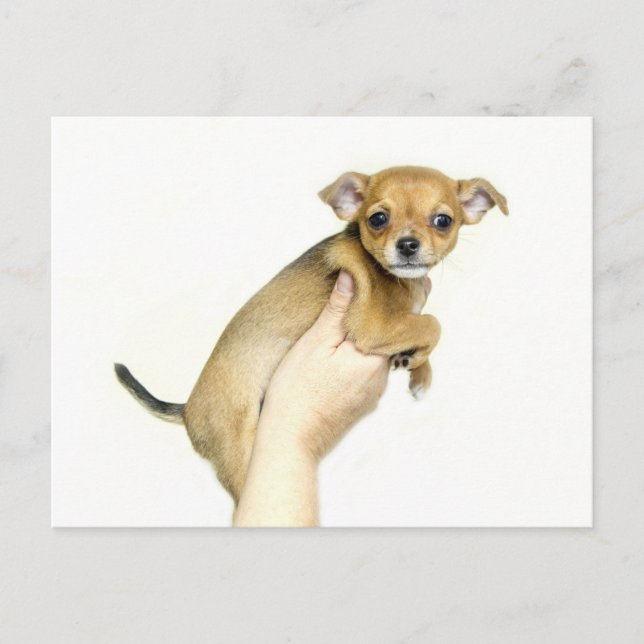 Chihuahua Puppy Postcard Postkarte (Vorderseite)