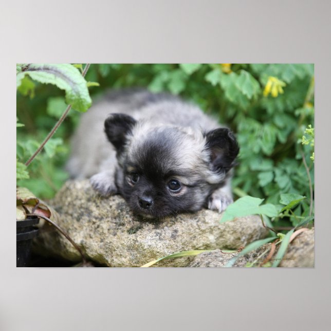 Chihuahua Puppy Poster (Vorne)