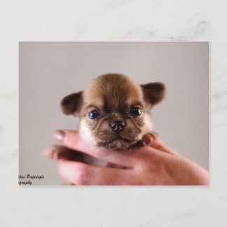 Chihuahua Puppy Postkarte