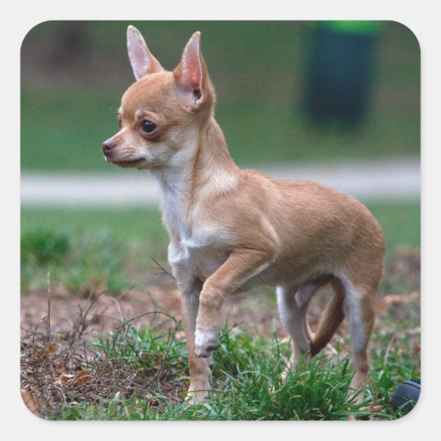 Chihuahua Puppy Quadratischer Aufkleber (Vorderseite)