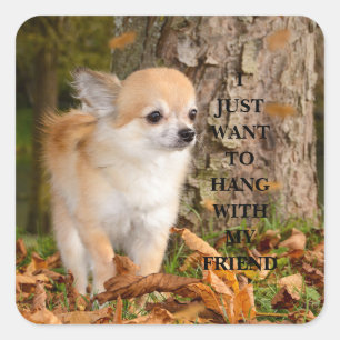Chihuahua Quadratischer Aufkleber