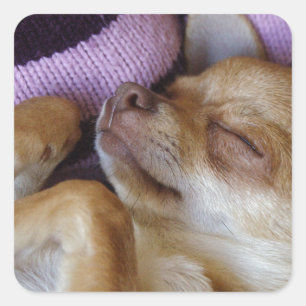 Chihuahua Quadratischer Aufkleber