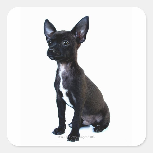 Chihuahua Quadratischer Aufkleber (Vorderseite)