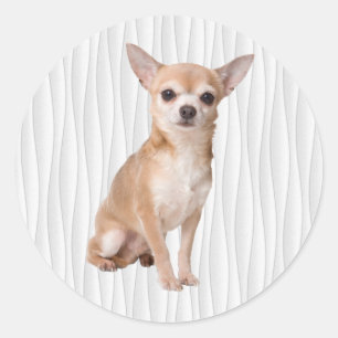 Chihuahua Runder Aufkleber