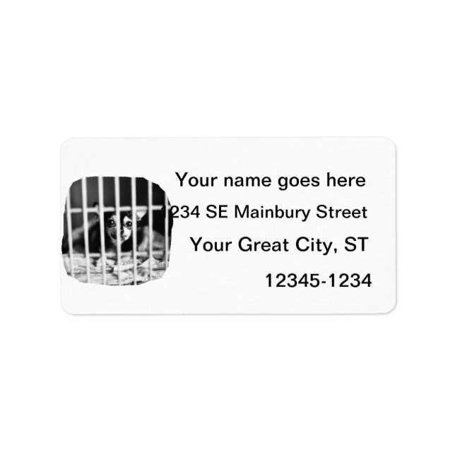 Chihuahua Schwarz und Weiß hinter Käfigbären Adressaufkleber (Vorne)