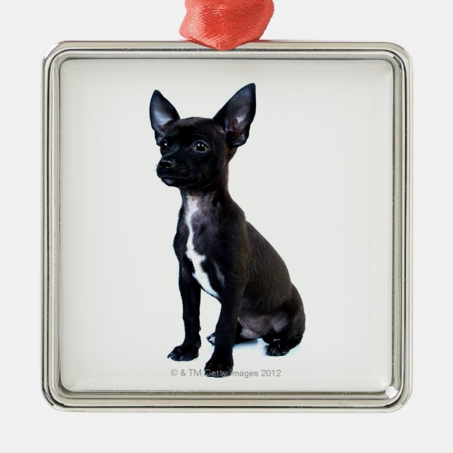 Chihuahua Silbernes Ornament (Vorne)