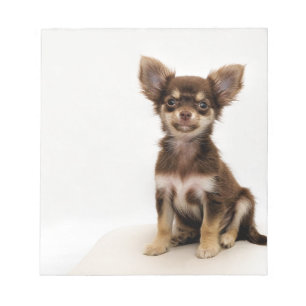 Chihuahua Small Dog Notizblock