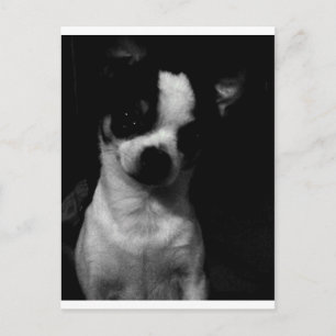 Chihuahua Small Dog Postkarte
