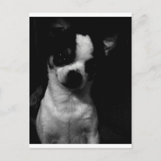 Chihuahua Small Dog Postkarte