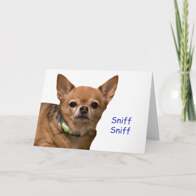 Chihuahua Sniff Birthday Card Karte (Vorderseite)