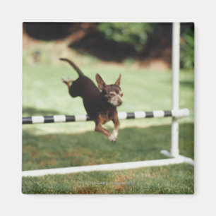 Chihuahua-springende Hürde Magnet