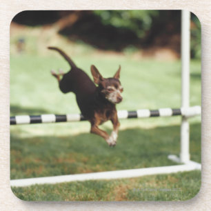Chihuahua-springende Hürde Untersetzer