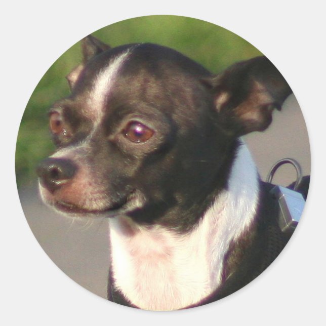 Chihuahua-Sticker Runder Aufkleber (Vorderseite)