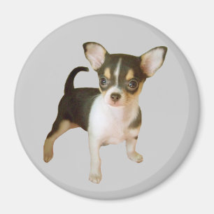 Chihuahua Süsse Magnet