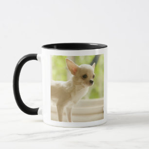 Chihuahua Tasse