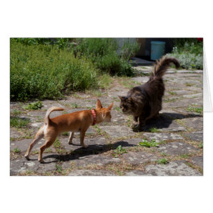 Chihuahua trifft Cat