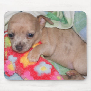 Chihuahua-Umarmungen Mousepad