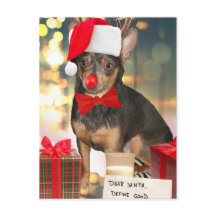 Chihuahua Weihnachten