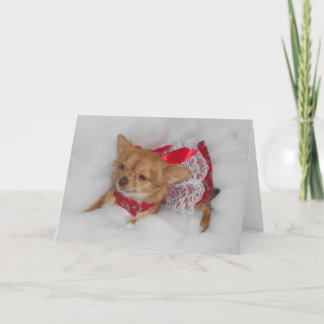 Chihuahua Weihnachtswunder Feiertagskarte