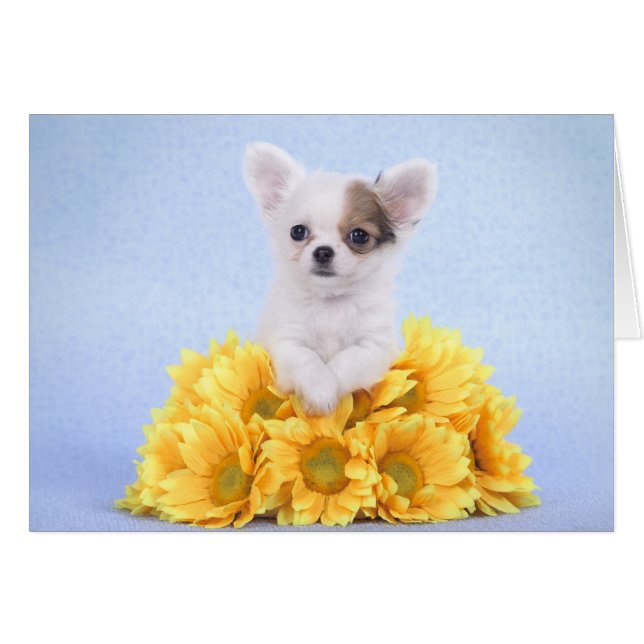 Chihuahua-Welpe (Vorderseite (Horizontal))